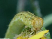Image oder Bild f&uuml;r Eupithecia absinthiata, Kreuzkraut-Bl&uuml;tenspanner, Raupe, Larve