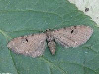 Image oder Bild f&uuml;r Eupithecia assimilata, Hopfen-Bl&uuml;tenspanner, Spanner, Nachtfalter, Imago