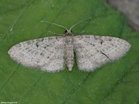 Image oder Bild f&uuml;r Eupithecia exiguata, Hecken-Bl&uuml;tenspanner, Spanner, Nachtfalter, Imago