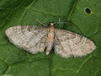 Image oder Bild f&uuml;r Eupithecia haworthiata, Waldreben-Bl&uuml;tenspanner, Spanner, Nachtfalter, Imago