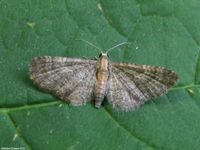 Image oder Bild f&uuml;r Eupithecia haworthiata, Waldreben-Bl&uuml;tenspanner, Spanner, Nachtfalter, Imago