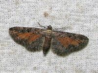 Image oder Bild f&uuml;r Eupithecia icterata, Schafgarben-Bl&uuml;tenspanner, Spanner, Nachtfalter, Imago