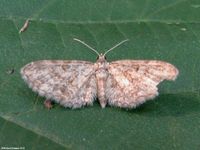 Image oder Bild f&uuml;r Eupithecia icterata, Schafgarben-Bl&uuml;tenspanner, Spanner, Nachtfalter, Imago