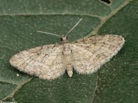 Image oder Bild f&uuml;r Eupithecia inturbata, Feldahorn-Bl&uuml;tenspanner, Spanner, Nachtfalter, Imago