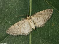 Image oder Bild f&uuml;r Eupithecia inturbata, Feldahorn-Bl&uuml;tenspanner, Spanner, Nachtfalter, Imago