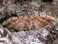 Image oder Bild f&uuml;r Eupithecia lanceata, Fichten-Bl&uuml;tenspanner, Spanner, Nachtfalter, Imago
