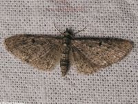 Image oder Bild f&uuml;r Eupithecia lariciata, L&auml;rchen-Bl&uuml;tenspanner, Spanner, Nachtfalter, Imago