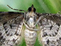 Image oder Bild f&uuml;r Eupithecia linariata, Leinkraut-Bl&uuml;tenspanner, Spanner, Nachtfalter, Imago