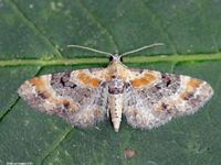 Image oder Bild f&uuml;r Eupithecia linariata, Leinkraut-Bl&uuml;tenspanner, Spanner, Nachtfalter, Imago