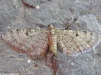 Image oder Bild f&uuml;r Eupithecia selinata, Silgen-Bl&uuml;tenspanner, Spanner, Nachtfalter, Imago