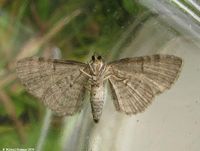 Image oder Bild f&uuml;r Eupithecia selinata, Silgen-Bl&uuml;tenspanner, Spanner, Nachtfalter, Imago