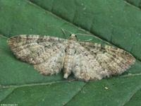 Image oder Bild f&uuml;r Eupithecia subfuscata, Hochstaudenflur-Bl&uuml;tenspanner, Spanner, Nachtfalter, Imago