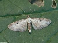 Image oder Bild f&uuml;r Eupithecia succenturiata, Beifu&szlig;-Bl&uuml;tenspanner, Spanner, Nachtfalter, Imago