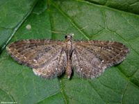 Image oder Bild f&uuml;r Eupithecia tripunctaria, Dreipunkt-Bl&uuml;tenspanner , Spanner, Nachtfalter, Imago