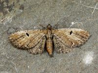 Image oder Bild f&uuml;r Eupithecia tripunctaria, Dreipunkt-Bl&uuml;tenspanner , Spanner, Nachtfalter, Imago