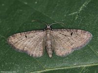 Image oder Bild f&uuml;r Eupithecia trisignaria, Bergwald-Doldengew&auml;chs-Bl&uuml;tenspanner, Spanner, Nachtfalter, Imago