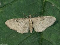Image oder Bild f&uuml;r Eupithecia virgaureata, Goldruten-Bl&uuml;tenspanner, Spanner, Nachtfalter, Imago