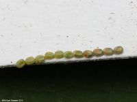 Image oder Bild f&uuml;r Bupalus piniaria, Kiefernspanner, Eier, Gelege
