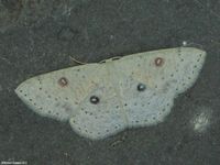 Image oder Bild f&uuml;r Cyclophora albipunctata, Birken-G&uuml;rtelpuppenspanner, Spanner, Nachtfalter, Imago