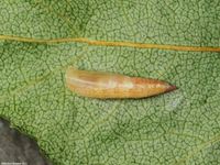 Image oder Bild f&uuml;r Cyclophora albipunctata, Birken-G&uuml;rtelpuppenspanner, Puppe