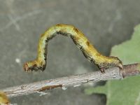 Image oder Bild f&uuml;r Cyclophora albipunctata, Birken-G&uuml;rtelpuppenspanner, Raupe, Larve