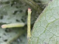Image oder Bild f&uuml;r Hemistola chrysoprasaria, Waldreben-Gr&uuml;nspanner, Raupe, Larve