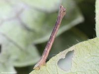 Image oder Bild f&uuml;r Hemistola chrysoprasaria, Waldreben-Gr&uuml;nspanner, Raupe, Larve