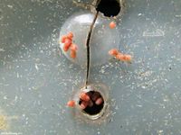 Image oder Bild f&uuml;r Scopula floslactata, Gelblichwei&szlig;er Kleinspanner, Eier, Gelege