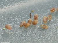 Image oder Bild f&uuml;r Scopula nigropunctata, Eckfl&uuml;gel-Kleinspanner, Eier, Gelege
