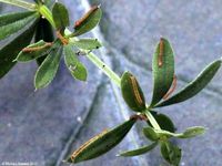 Image oder Bild f&uuml;r Catarhoe cuculata, Braunbinden-Blattspanner, Raupe, Larve