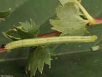Image oder Bild f&uuml;r Dysstroma truncata, M&ouml;ndchenflecken-Bindenspanner, Raupe, Larve