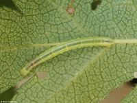 Image oder Bild f&uuml;r Dysstroma truncata, M&ouml;ndchenflecken-Bindenspanner, Raupe, Larve