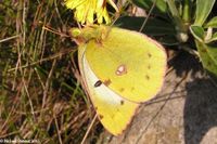 colias_hyale-2