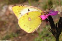 colias_hyale-3