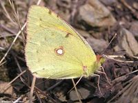 colias_hyale-4