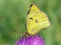 colias_hyale-5
