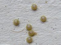 Image oder Bild f&uuml;r Drymonia querna, Wei&szlig;binden-Zahnspinner, Notodontidae, Eier, Gelege