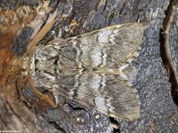Image oder Bild f&uuml;r Drymonia ruficornis, Dunkelgrauer Zahnspinner, Notodontidae, Falter, Imago