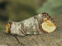 Image oder Bild f&uuml;r Phalera bucephala, Mondfleck, Mondvogel, Notodontidae, Falter, Imago