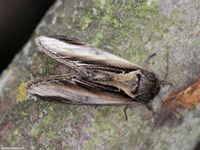 Image oder Bild f&uuml;r Pheosia gnoma, Birken-Zahnspinner, Notodontidae, Falter, Imago