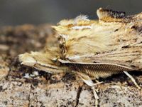 Image oder Bild f&uuml;r Pterostoma palpina, Palpen-Zahnspinner, Notodontidae, Falter, Imago